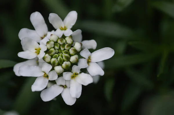 White Iberis Flowers Blooming Garden — Stock fotografie
