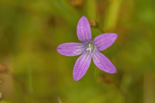Closeup Shot Beautiful Flower Blossoming Blurred Background — Stock Fotó