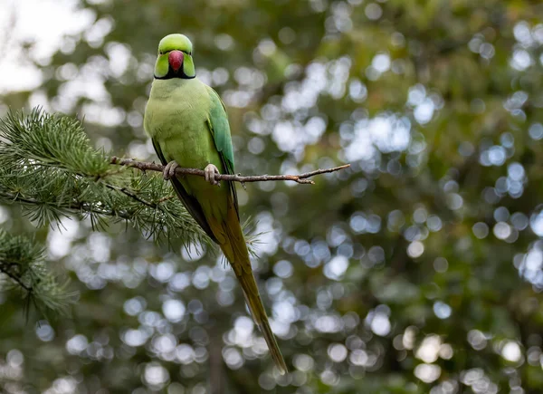 Shallow Focus Green Newton Parakeet Parrot — Foto de Stock