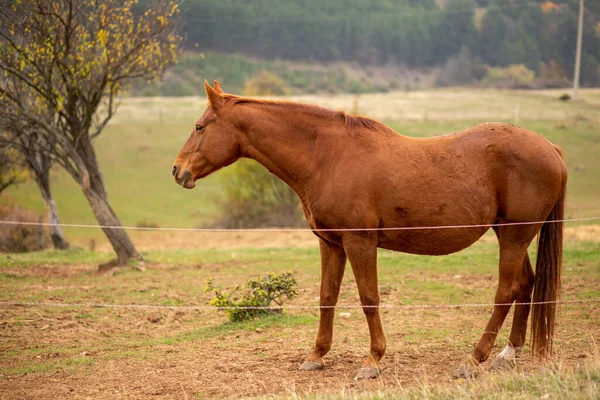 Beautiful Shot Brown Horse Farm —  Fotos de Stock