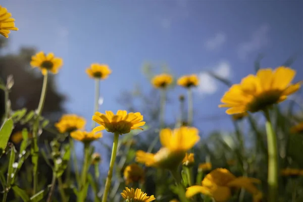 Closeup Shot Blooming Yellow Wildflowers Meadow — Zdjęcie stockowe