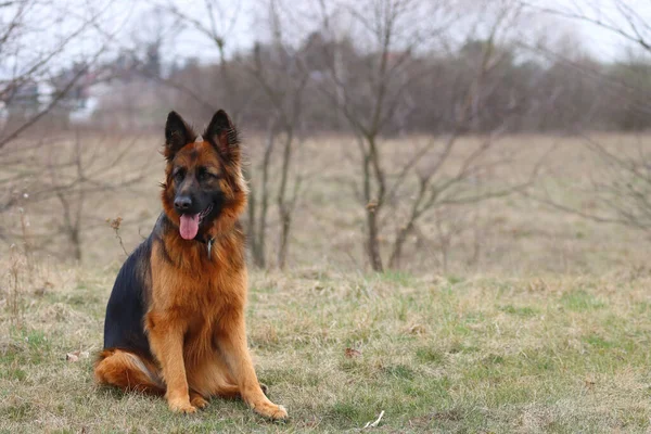 Perro Pastor Marrón Sentado Aire Libre Con Lengua Una Hierba — Foto de Stock