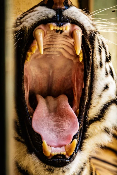 Vertical Closeup Shot Growling Tiger Mouth — Foto Stock