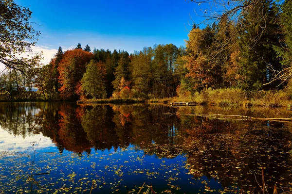 Autumn Forest Reflection Lake Stok Resim