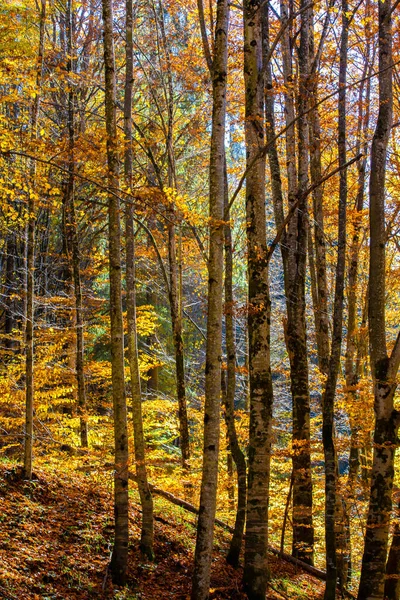 Vertical Shot Deciduous Forest Yellowed Trees Sunny Autumn Day Стоковое Изображение