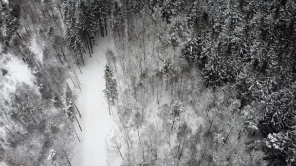 Vacker Utsikt Över Skogen — Stockvideo