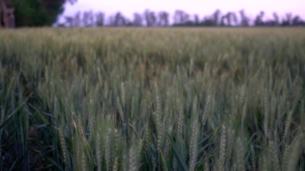 Зелене Пшеничне Поле Крупним Планом — стокове відео