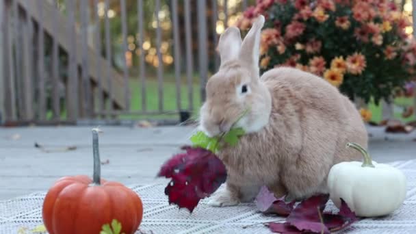 Dışarıdaki Sevimli Tavşanı Giydirin — Stok video