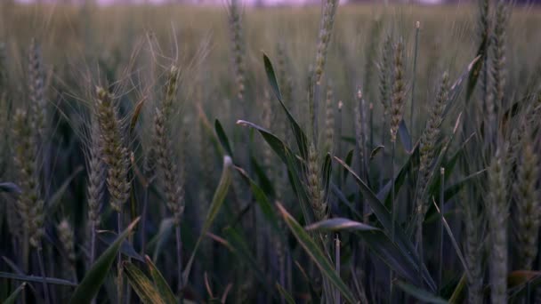 Campo Trigo Verde Cerca — Vídeos de Stock