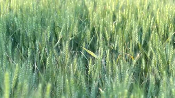 Campo Trigo Verde Fechar — Vídeo de Stock