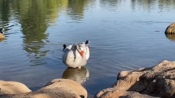 Una Hermosa Vista Lago Parque — Vídeos de Stock