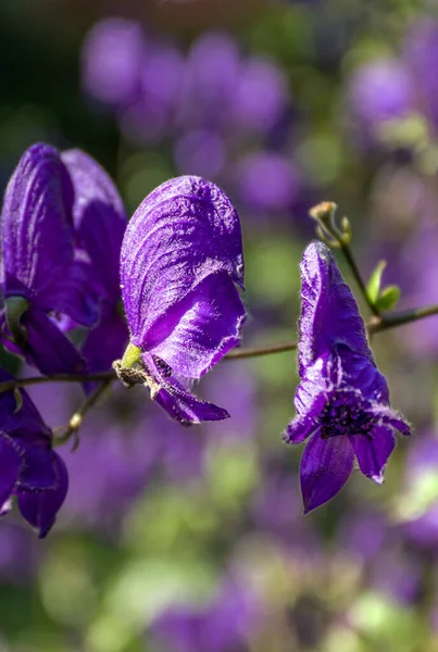 Close Shot Purple Aconitum Flower — Stock Photo, Image