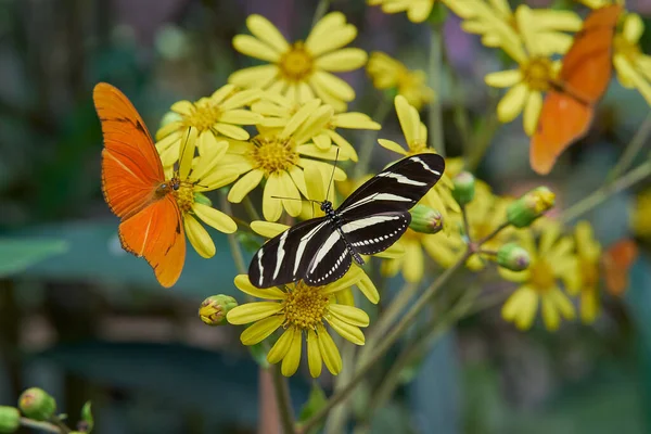 Una Farfalla Heliconide Zebra Fiore Giallo — Foto Stock