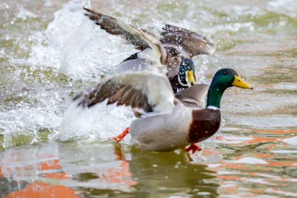 Cute Mallard Ducks Taking Lake Its Natural Habitat — Stock Photo, Image