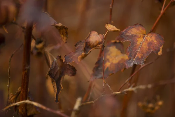 秋天树叶的特写 五彩缤纷的秋天树叶 — 图库照片