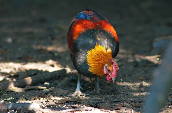 Wild Jungle Fowl Thailand — Stock Photo, Image