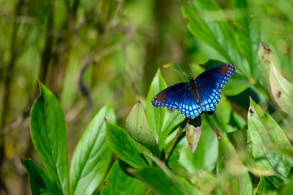 Primer Plano Una Mariposa Sobre Una Hoja Bosque —  Fotos de Stock