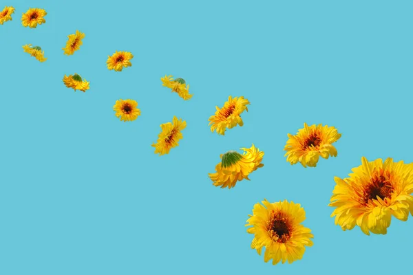 Closeup Yellow Transvaal Daisies Isolated Light Blue Background — Foto de Stock