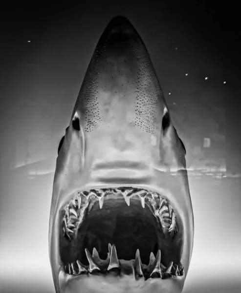 Grayscale Shot Daggernose Shark Glass Aquarium — Stock fotografie