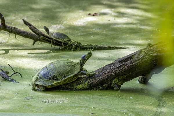 Beautiful Shot Some Turtles Zoo Day — Stockfoto