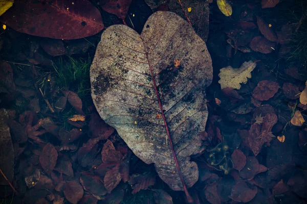 Close Shot Rotting Leaf — Fotografia de Stock