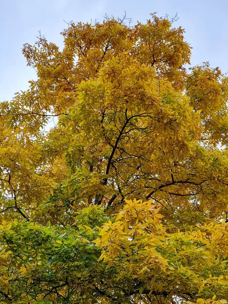 Low Angle Shot Tree Yellow Leaves Park Autumn — Stock Photo, Image