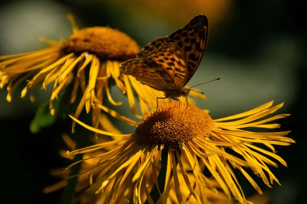 Tiro Close Uma Bela Borboleta Uma Flor Inula Fundo Borrado — Fotografia de Stock