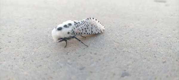 Yerde Siyah Noktalar Olan Beyaz Bir Böceğin Yakın Çekimi — Stok fotoğraf