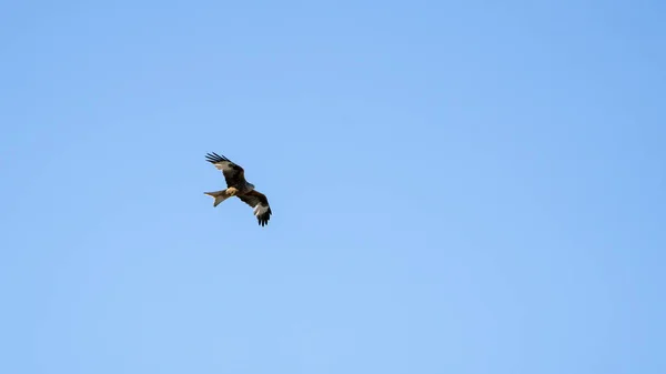 Red Kite Bird Prey Flight — Fotografia de Stock
