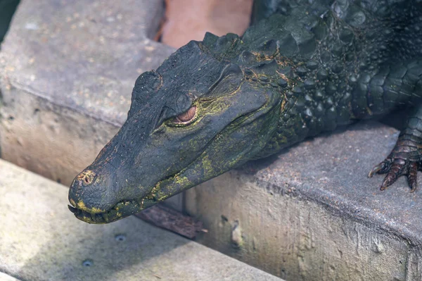 Крупный План Крокодила Зоопарке Течение Дня — стоковое фото
