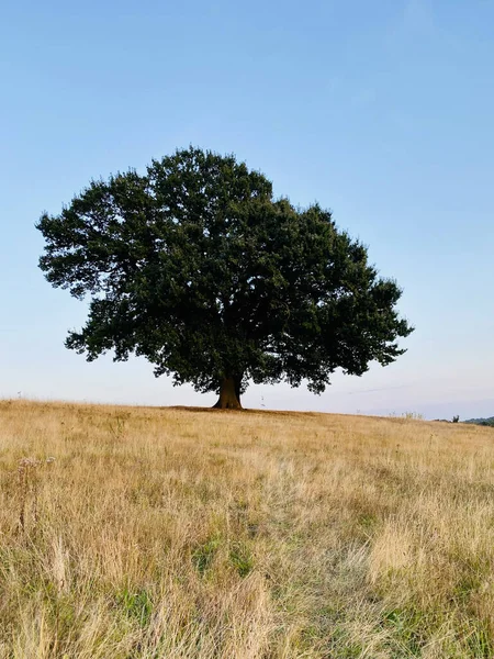 Vertical Shot Tree Meadow Costessey Norwich England — 스톡 사진