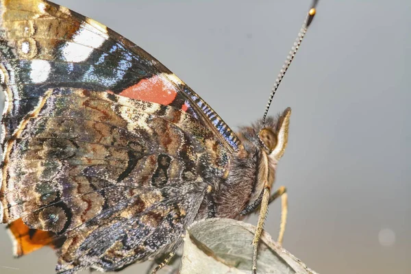 Closeup Shot Beautiful Butterfly Nature — Stock Photo, Image