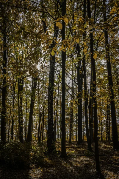 Vertikální Záběr Slunečních Paprsků Skrz Podzimní Stromy Lese — Stock fotografie
