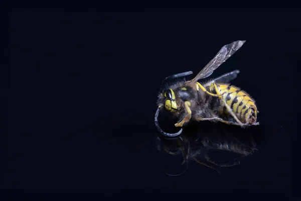 Dead Wasp Isolated Reflecting Black Ground Copy Space — Foto de Stock