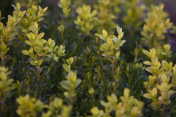 Closeup Green Foliage Buxus Genus Seventy Species Family Buxaceae — Stock Photo, Image