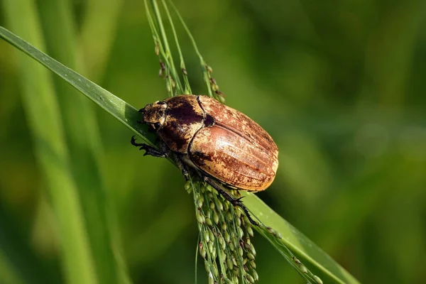 Selective Focus Shot Snout Beetle Grass — Φωτογραφία Αρχείου