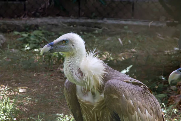 Beautiful Shot Griffon Vulture Its Cage Zoo — Fotografia de Stock