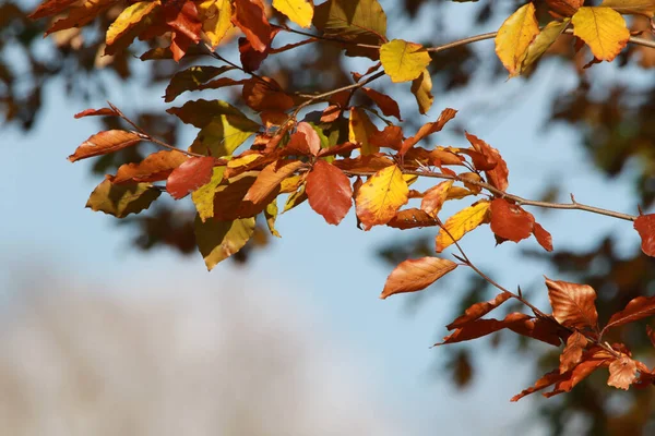 Zbliżenie Ujęcie Gałęzi Autumn Drzewo — Zdjęcie stockowe