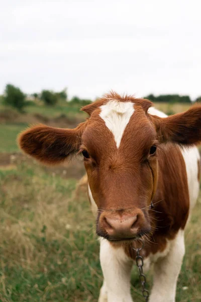 Portrait Brown White Cow Pasture — Stockfoto