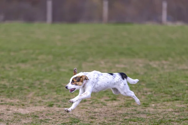A cute white trained dog running in the field