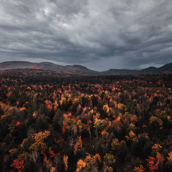 Scenic View Colorfuforest Autumn Gloomy Day — Stok fotoğraf