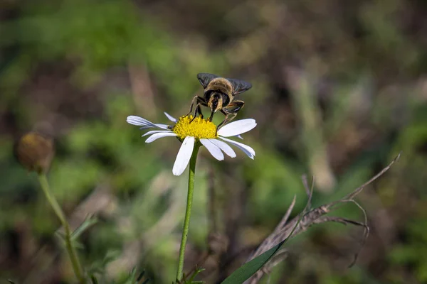 Closeup Shot Bee Perched Daisy Flower Blurred Background — Photo