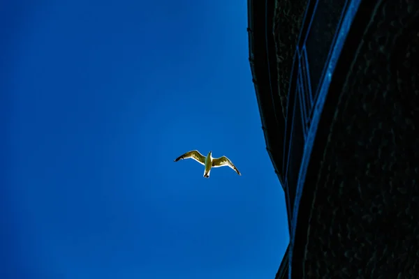 Mavi Gökyüzünde Uçan Bir Martının Alçak Açılı Görüntüsü — Stok fotoğraf