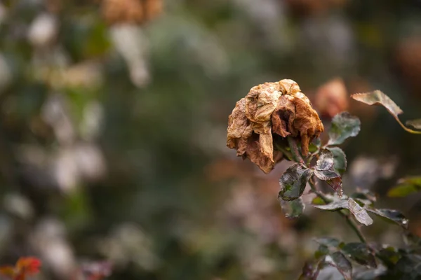 Closeup Wilted Rose Shallow Focus — Fotografia de Stock