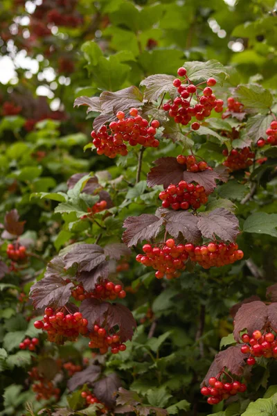 Closeup Viburnum Shrub Red Berries — стоковое фото