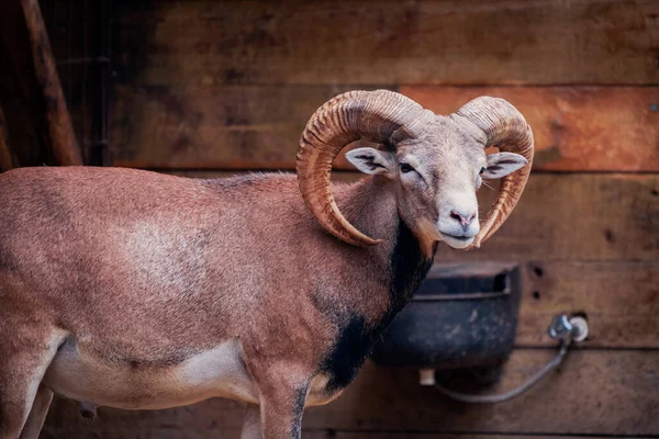 ภาพใกล ดของ Mouflon าตาลบนพ นหล ดเจน — ภาพถ่ายสต็อก