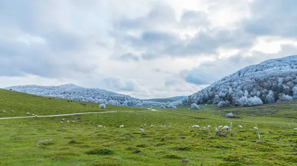 Cattle Grazing Green Fields — Stock Photo, Image