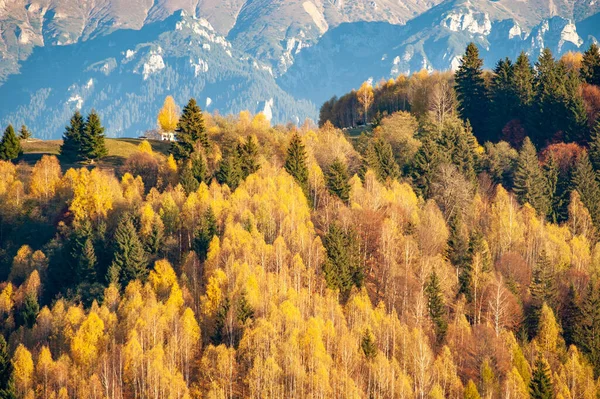 美丽的风景和巨大的秋天树 — 图库照片