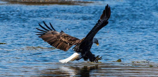 Closeup Shot Bald Eagle Landing Water — Zdjęcie stockowe