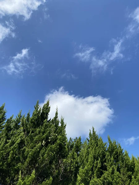 Vertical Shot Green Trees Blue Sky Clouds — Stockfoto